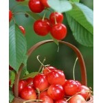 Саженец черешни "Любава" Саженец черешни "Любава"